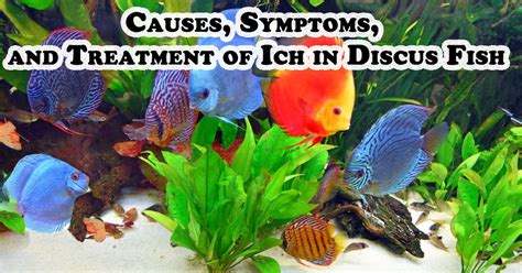Causes, Symptoms & Treatment Of Ich On Fish.